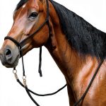 Black Mustang Nylon Equestrian Bridle-0